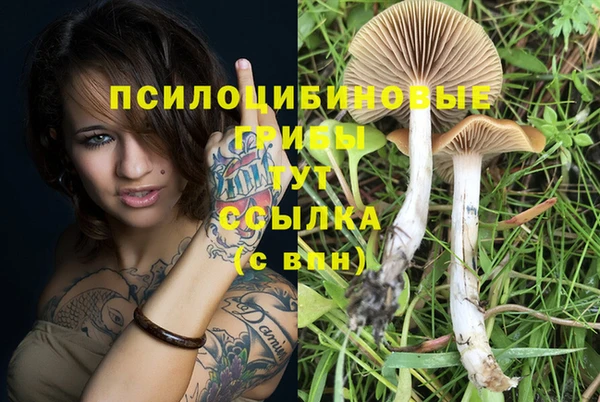 apvp Аркадак